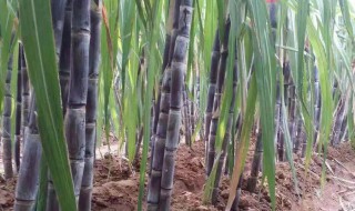 甘蔗的栽培方法在家，甘蔗种植方法与步步骤