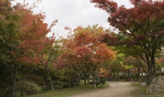 紫叶李的栽培方法 紫叶李栽植方式