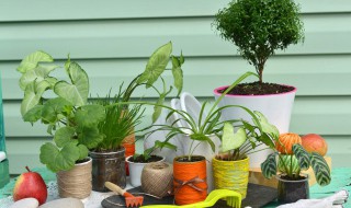招财又旺宅的室内植物 八种植物招财又旺宅财又旺宅的植物