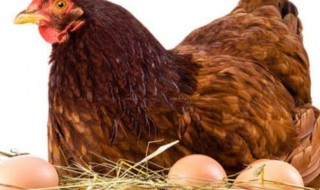 如何养好蛋鸡 怎样养好产蛋鸡