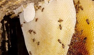 怎么养土蜂 怎么养土蜂技术