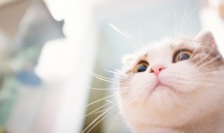 加菲猫怎么养才最聪明 加菲猫好养吗?聪明嘛?