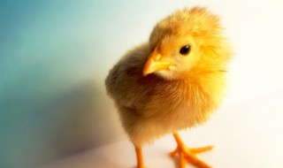 家里养的鸡感冒了怎么办 家养的鸡感冒了吃什么药