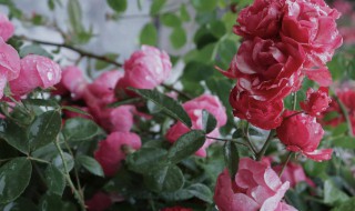 蔷薇种植方法和时间，蔷薇的种植时间