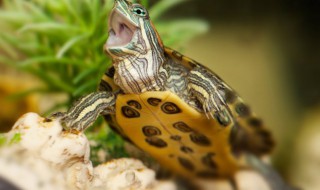 龟养殖技巧 龟的饲养方法及注意点,养龟爱好者!