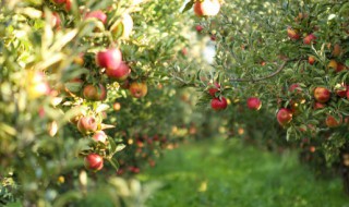 苹果树种子怎么种植，怎样种植苹果种子