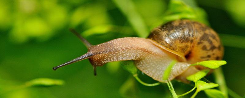 蜗牛缩在壳里不出来怎么办 蜗牛缩在壳里不出来怎么办会不会生病了