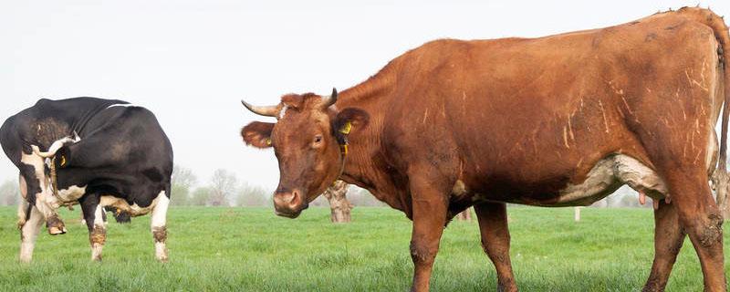 牛打栏是什么症状 牛打栏是什么症状视频