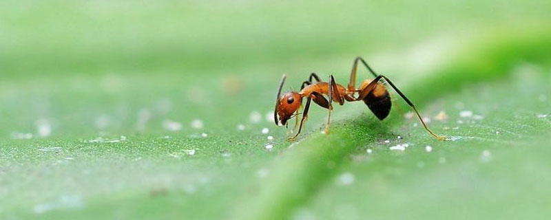 蚂蚁的生活环境和特点 蚂蚁的生活环境和特点写日记