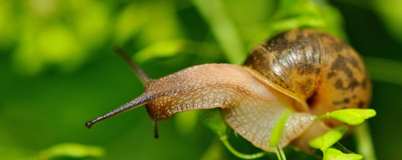 蜗牛体长多少 蜗牛体长多少厘米