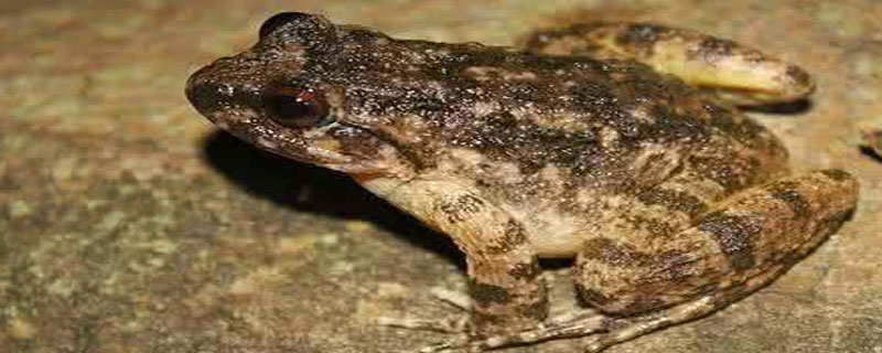 石蛙拉的尿有毒吗，石蛙尿可以吃吗