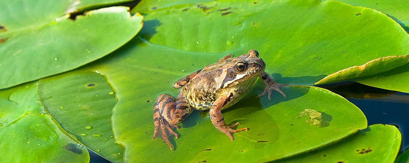 青蛙没有水可以活多久，青蛙在水中能活多久