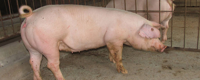 母猪难产处理方法 母猪难产的处理方法
