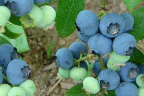 蓝莓的种类