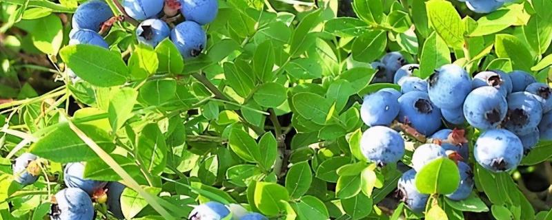 蓝莓的种类（蓝莓的种类有哪些）