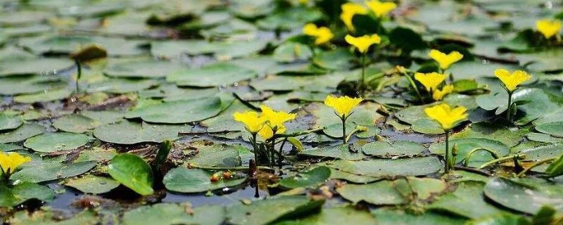 参差荇菜,左右流之,荇菜一般生长在哪里，荇菜是什么植物