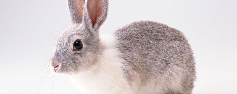 野兔繁殖周期，野兔子繁殖一年有几次