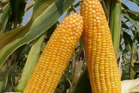 农大683玉米种简介，适合哪里种植，产量如何