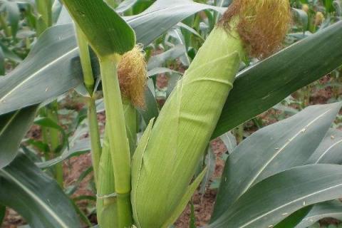 nk718玉米新品种介绍