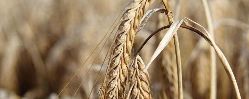 山农25小麦品种简介，山农25小麦新品种