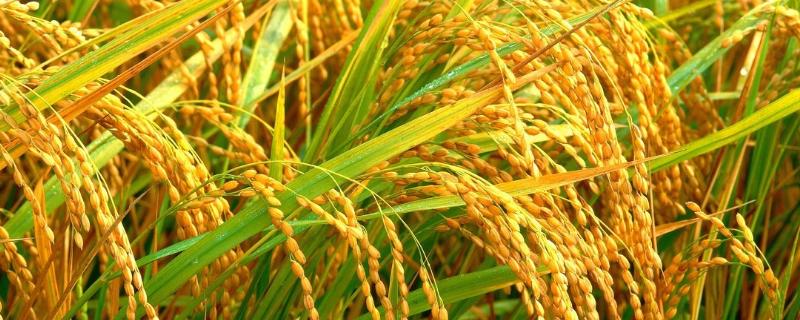 云南水稻种植历史，一年几季，云南水稻几月份播种