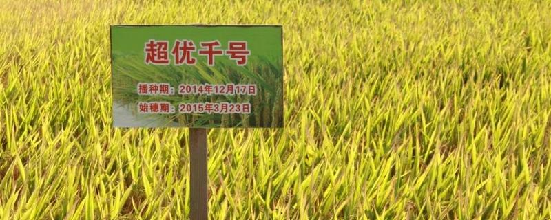超优千号平均亩产量，附简介 超优千号水稻米质