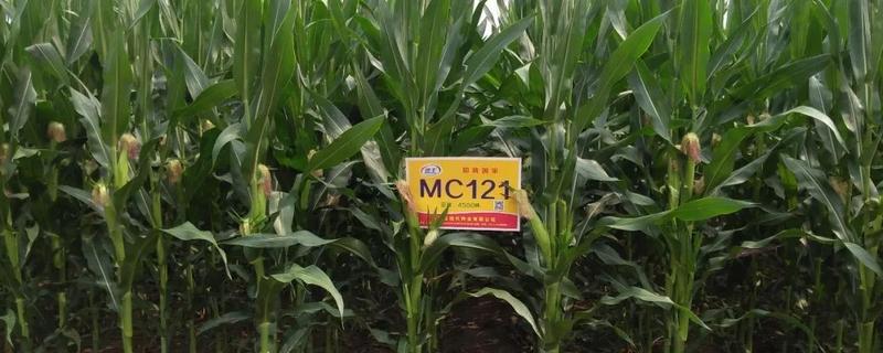 mc121玉米种审定，附简介（mc121玉米品种简介）