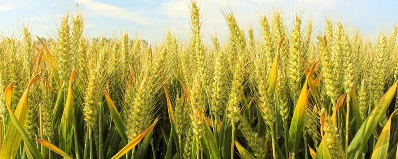 周麦40小麦品种产量，附简介（周麦30小麦品种简介）