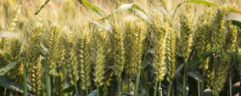 西农836小麦品种介绍 西农836小麦品种审定公告