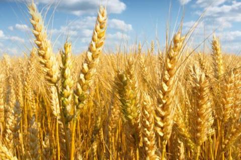 红地95小麦品种介绍