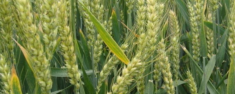 郑麦103小麦品种特性，附简介 郑麦103小麦品种介绍