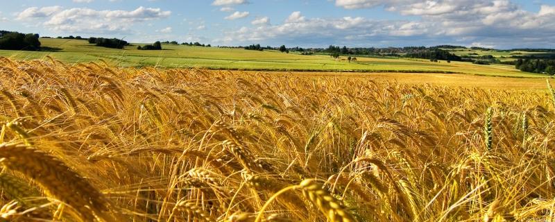 红地95小麦品种介绍（红地99小麦种）