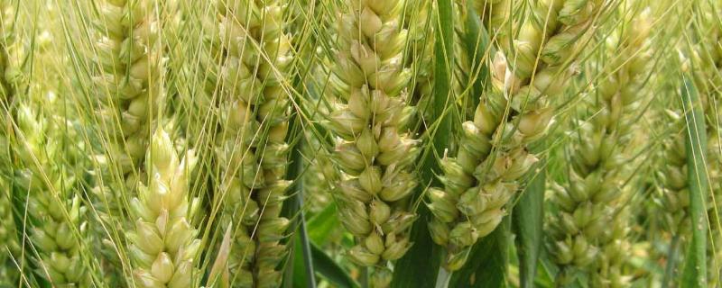 商麦8号小麦品种介绍（存麦8小麦种品种介绍）
