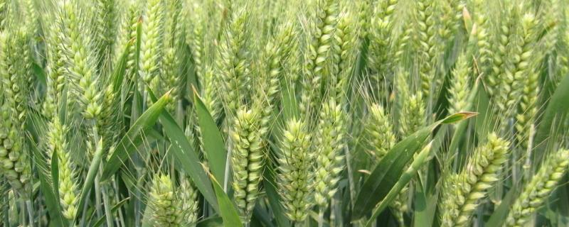 中麦998品种介绍，中麦998小麦品种简介