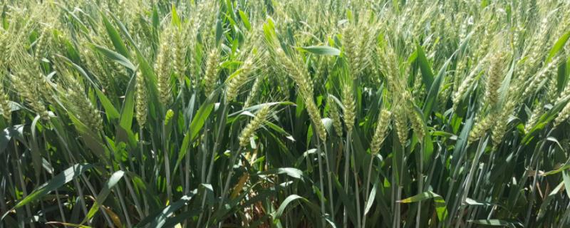国审武农988小麦品种介绍（最新国审小麦品种）