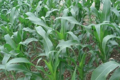 玉米怎样种植和管理的更高产