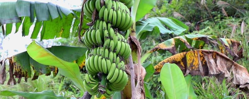 香蕉种植管理技术 香蕉种植管理技术视频教材