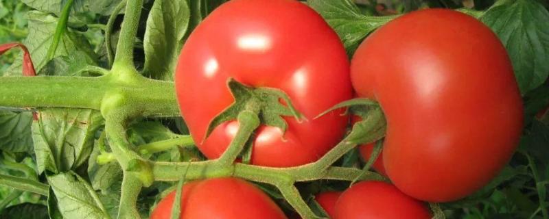 西红柿常见虫害图片及用药