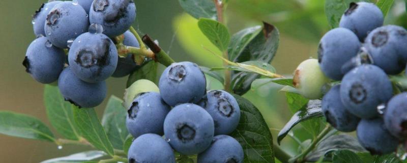 蓝莓的种植条件和种植技术要求