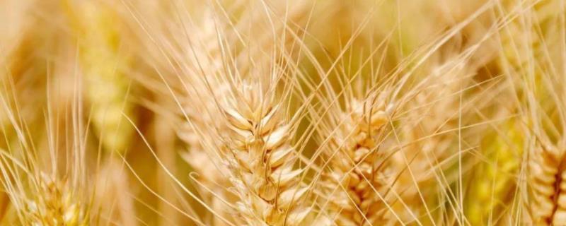 矮杆高产小麦品种，矮杆高产小麦品种6|8