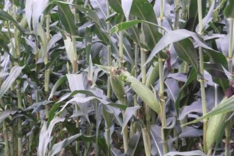高产玉米种