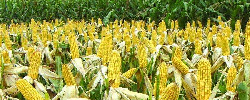 玉米种子可以存放几年，应该如何存放