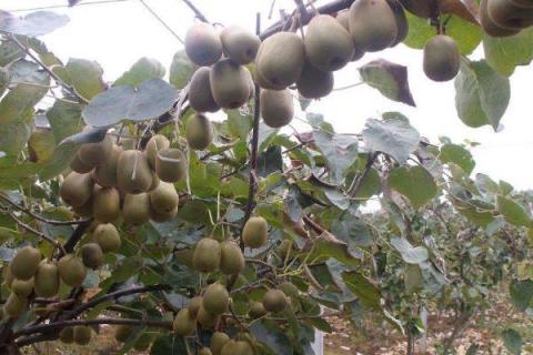 农村荒山种植什么不愁销路