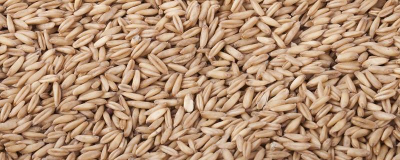 储存小麦生虫用什么药，如何防治？
