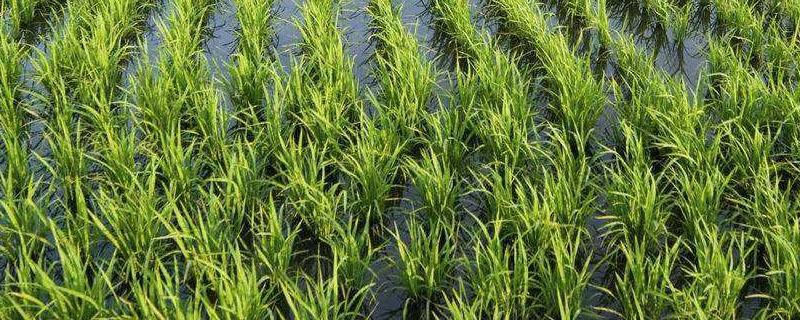 水稻出现药害现象如何处置，水稻药害用什么解药