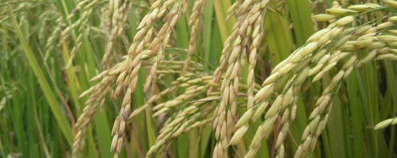 水稻追肥用什么肥料，水稻追肥用什么肥料能增加千粒重