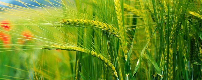 小麦白叶是什么病 小麦白粉病主要危害叶片