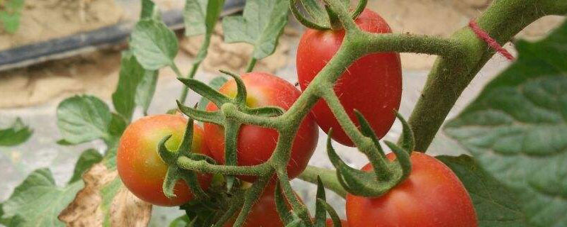 小西红柿怎么洗去农药