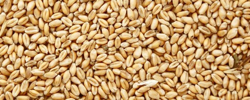 小麦种子矮大头亩产多少 矮大头小麦品种