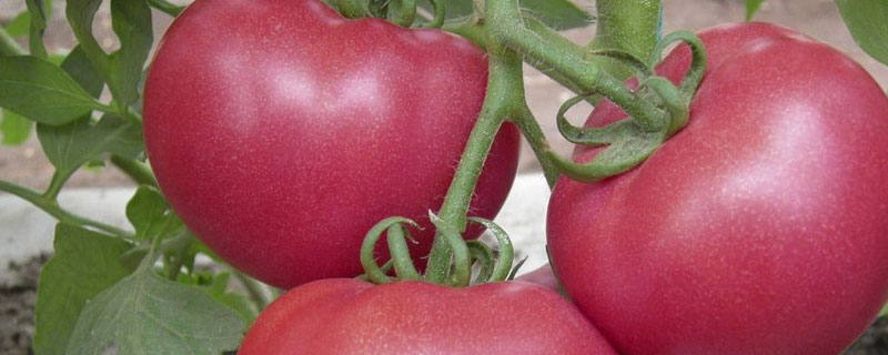 西红柿种植温度要求 西红柿种植气候条件